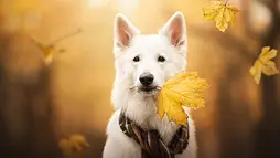 Редактор фото для печати онлайн